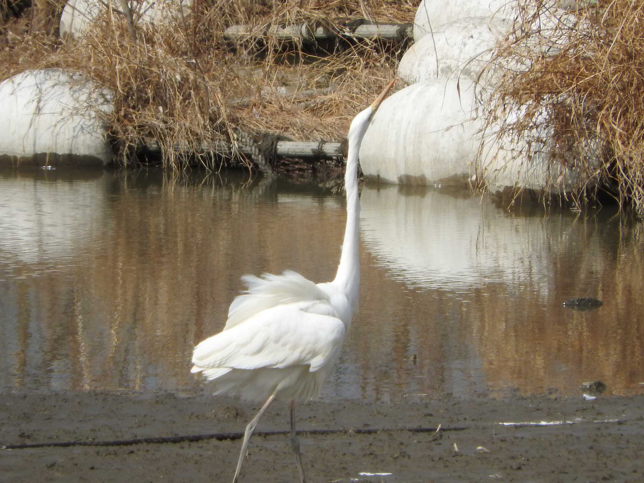 Great Egret