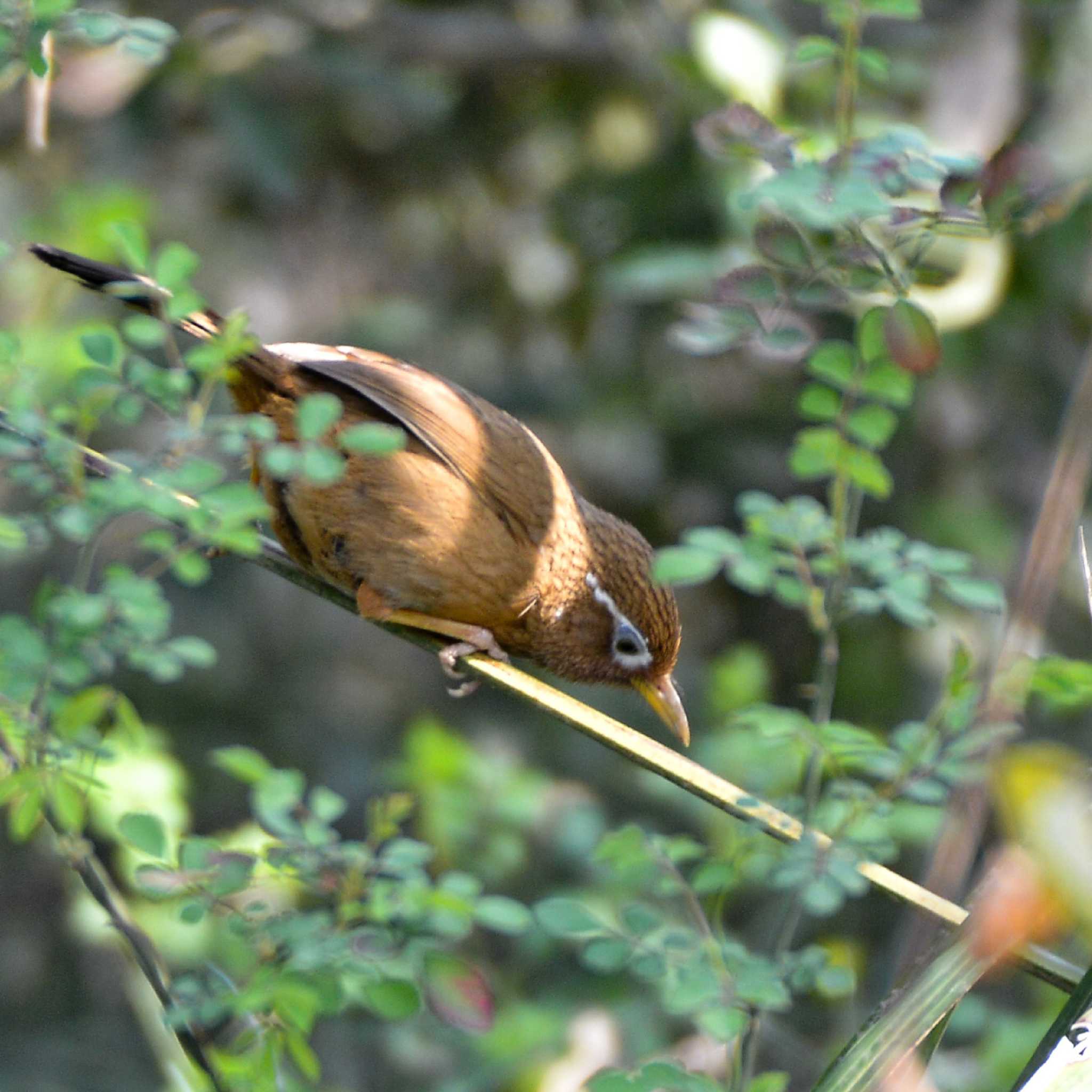 Photo of Chinese Hwamei at Akigase Park by Johnny cool