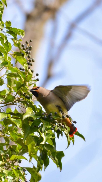 Japanese Waxwing Akigase Park Sun, 3/22/2020