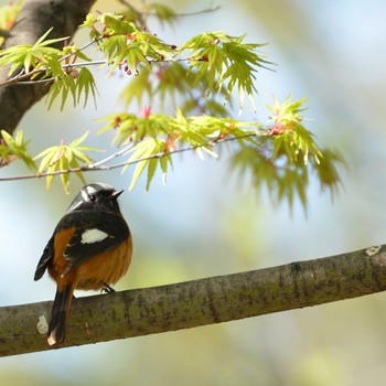 Daurian Redstart 東京都江東区 Tue, 3/24/2020