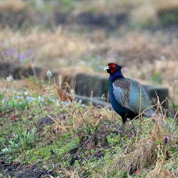 Green Pheasant 埼玉県見沼区 Tue, 3/10/2020