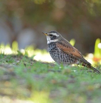 Dusky Thrush 猿江恩賜公園 Tue, 3/24/2020