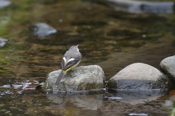 Grey Wagtail 東京都世田谷区せせらぎ Wed, 2/26/2020