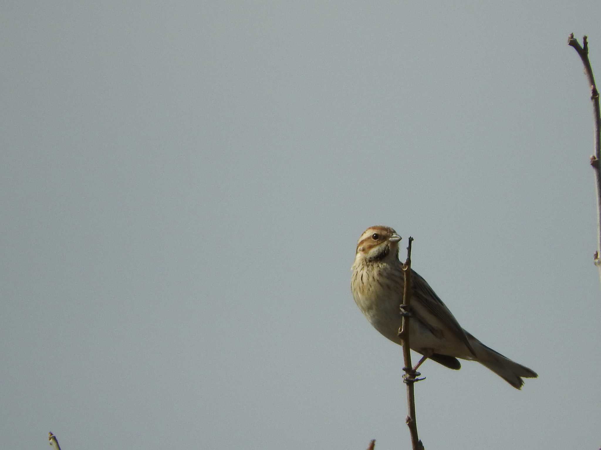 Common Reed Bunting