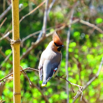 2020年3月21日(土) 高麗山の野鳥観察記録