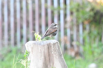 2020年3月25日(水) 大阪南港野鳥園の野鳥観察記録