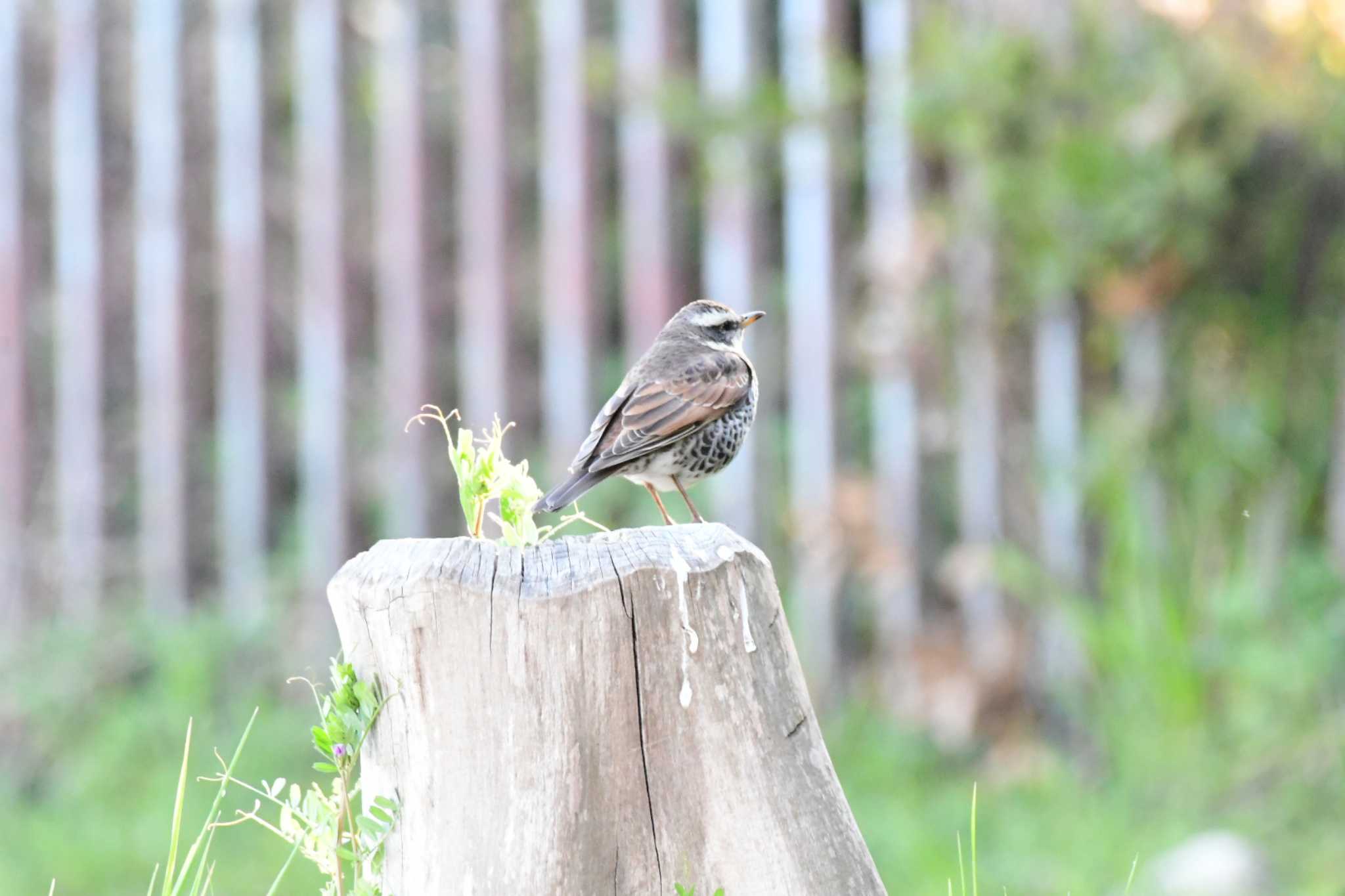 Photo of Dusky Thrush at Osaka Nanko Bird Sanctuary by Daguchan