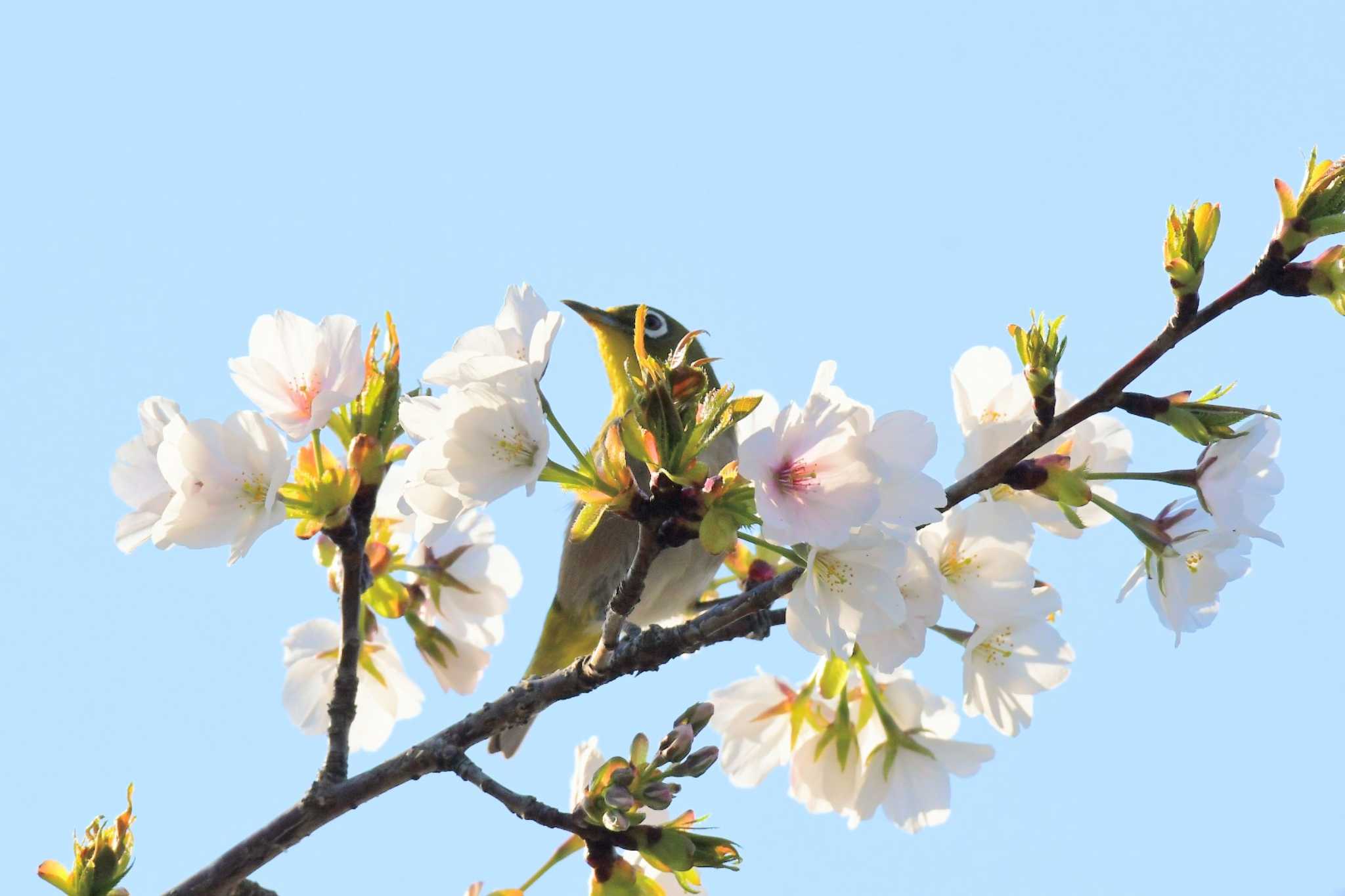 Photo of Warbling White-eye at Osaka Nanko Bird Sanctuary by Daguchan