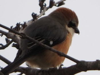 2016年2月22日(月) 渡良瀬遊水地の野鳥観察記録