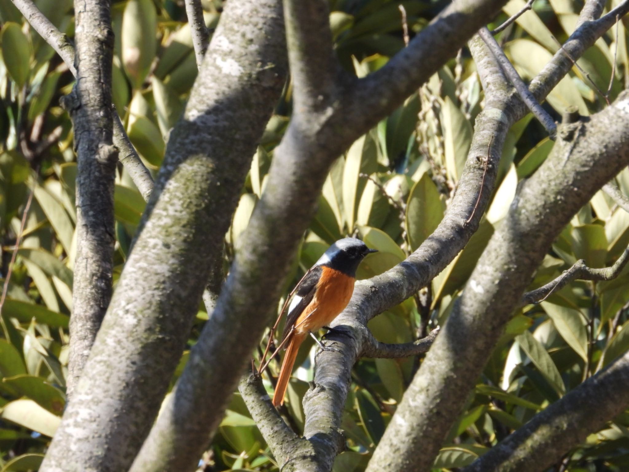 Photo of Daurian Redstart at 黒部総合公園 by takamaro