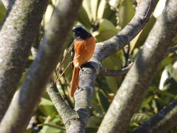 Daurian Redstart 黒部総合公園 Wed, 3/25/2020