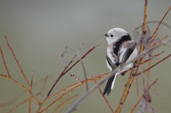 Long-tailed tit(japonicus) Makomanai Park Tue, 3/10/2020