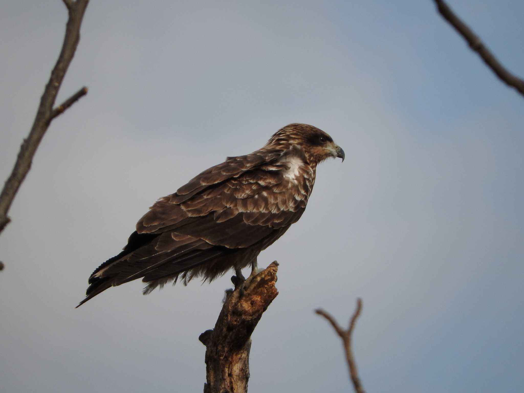 Black Kite