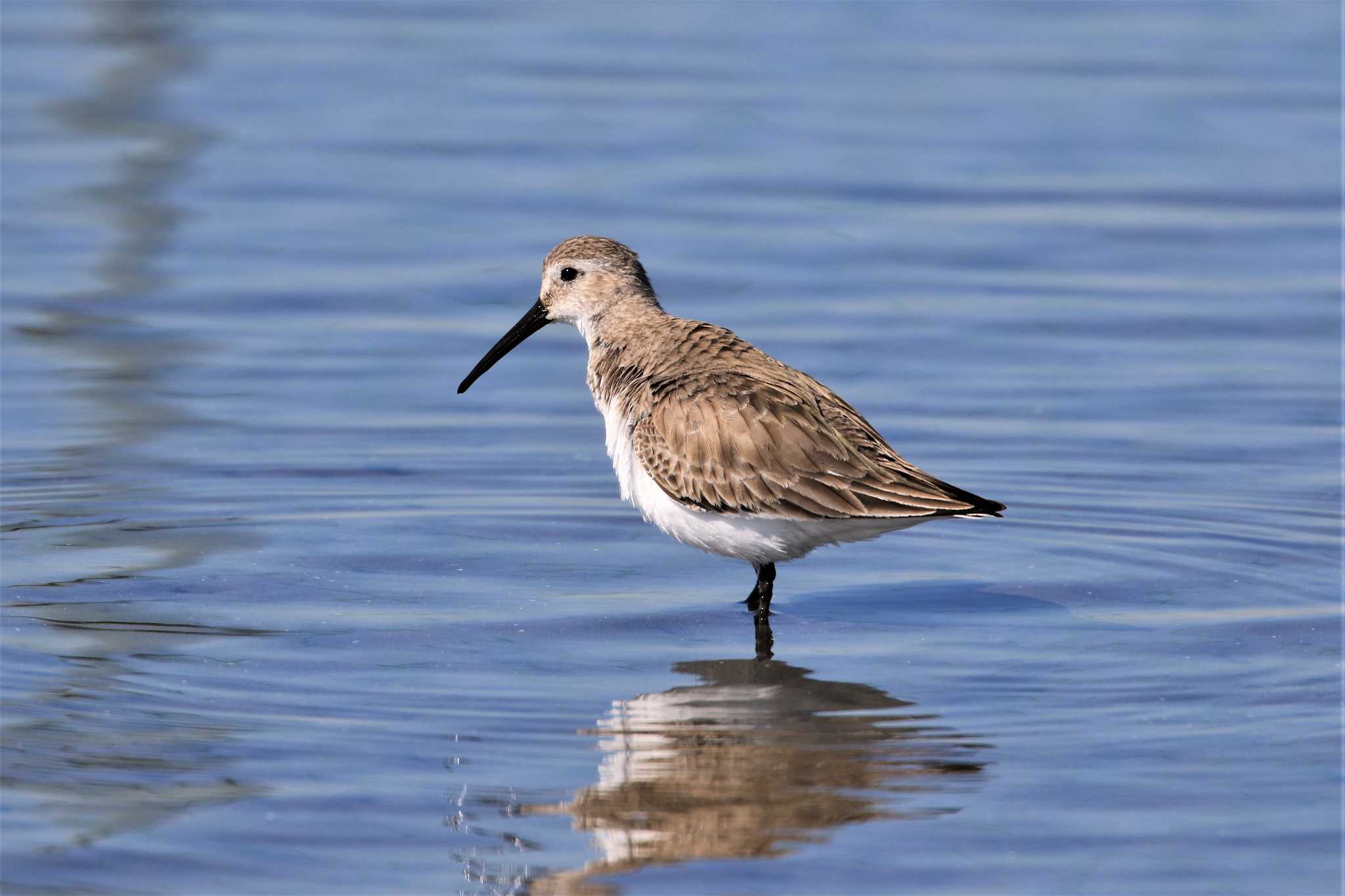 Photo of Dunlin at Sambanze Tideland by ゆず大好き