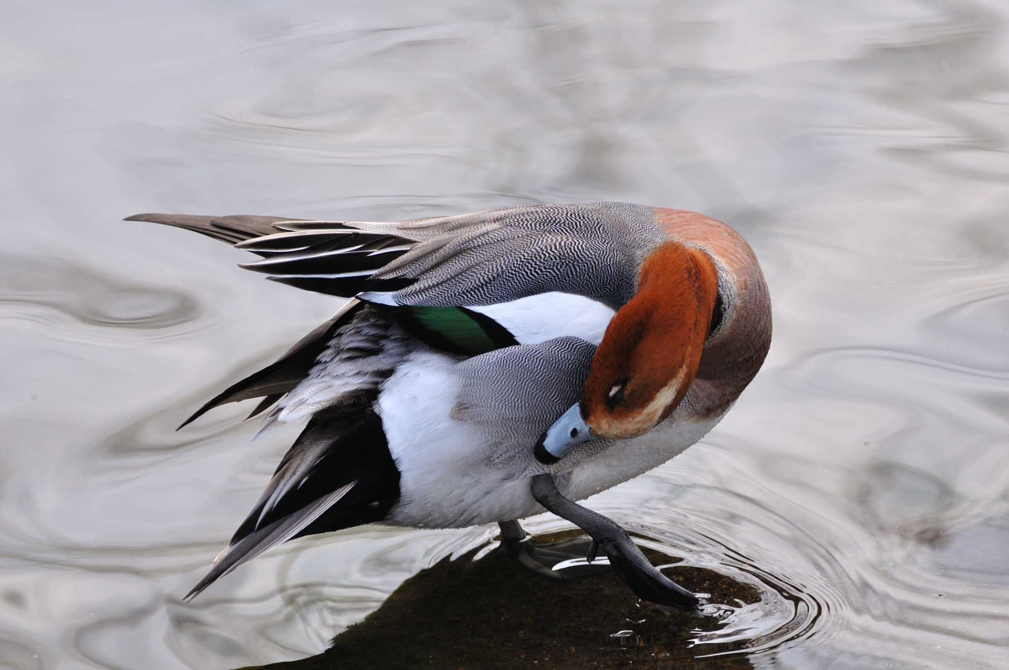 Eurasian Wigeon