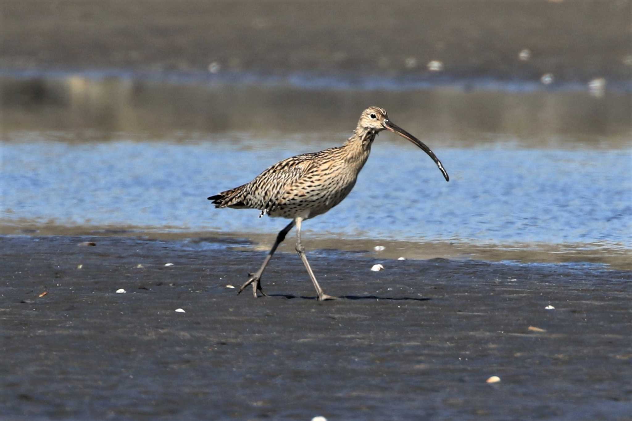 ふなばし三番瀬海浜公園 ホウロクシギの写真 by ゆず大好き