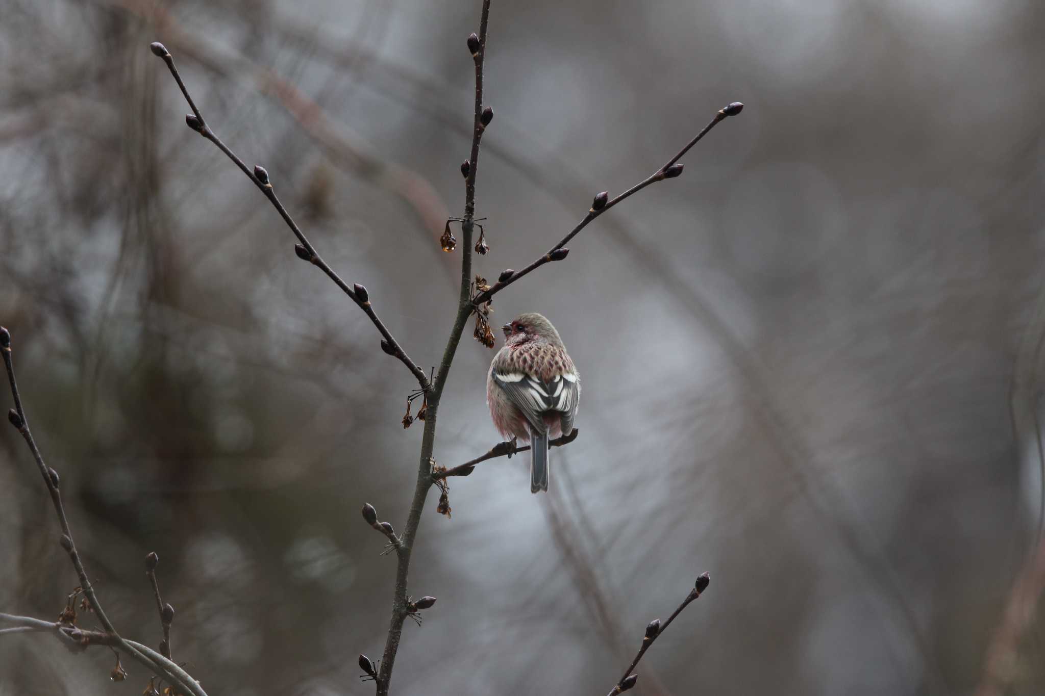 Photo of Siberian Long-tailed Rosefinch at Hayatogawa Forest Road by Trio