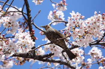 Brown-eared Bulbul Ukima Park Wed, 3/25/2020