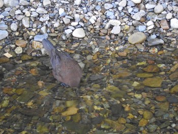 カワガラス 場所が不明 撮影日未設定