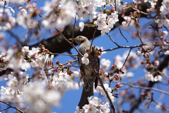 ヒヨドリ 都立浮間公園 2020年3月25日(水)