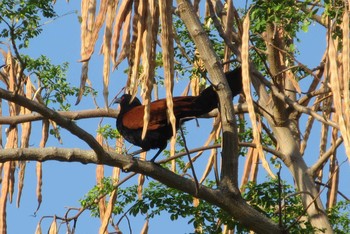 Greater Coucal タイ　パタヤ Thu, 3/26/2020