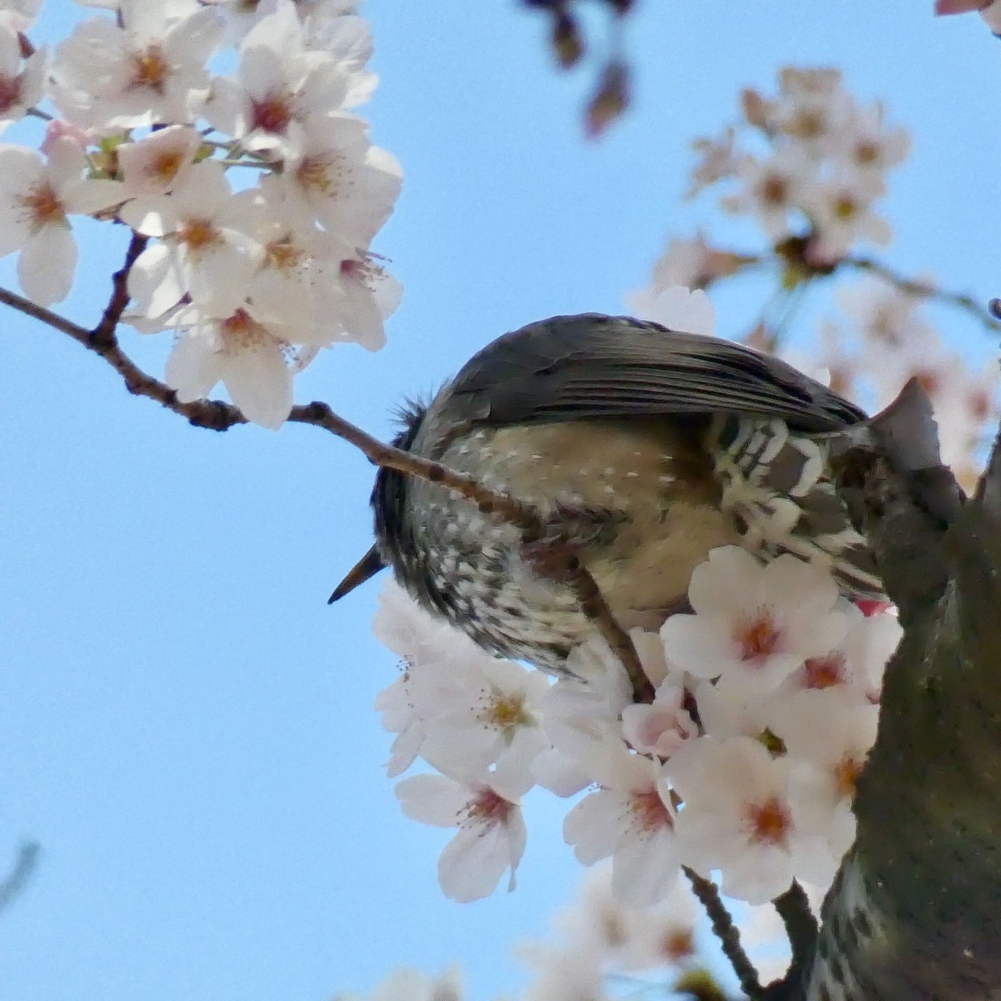 新宿御苑 ヒヨドリの写真 by どぶろく