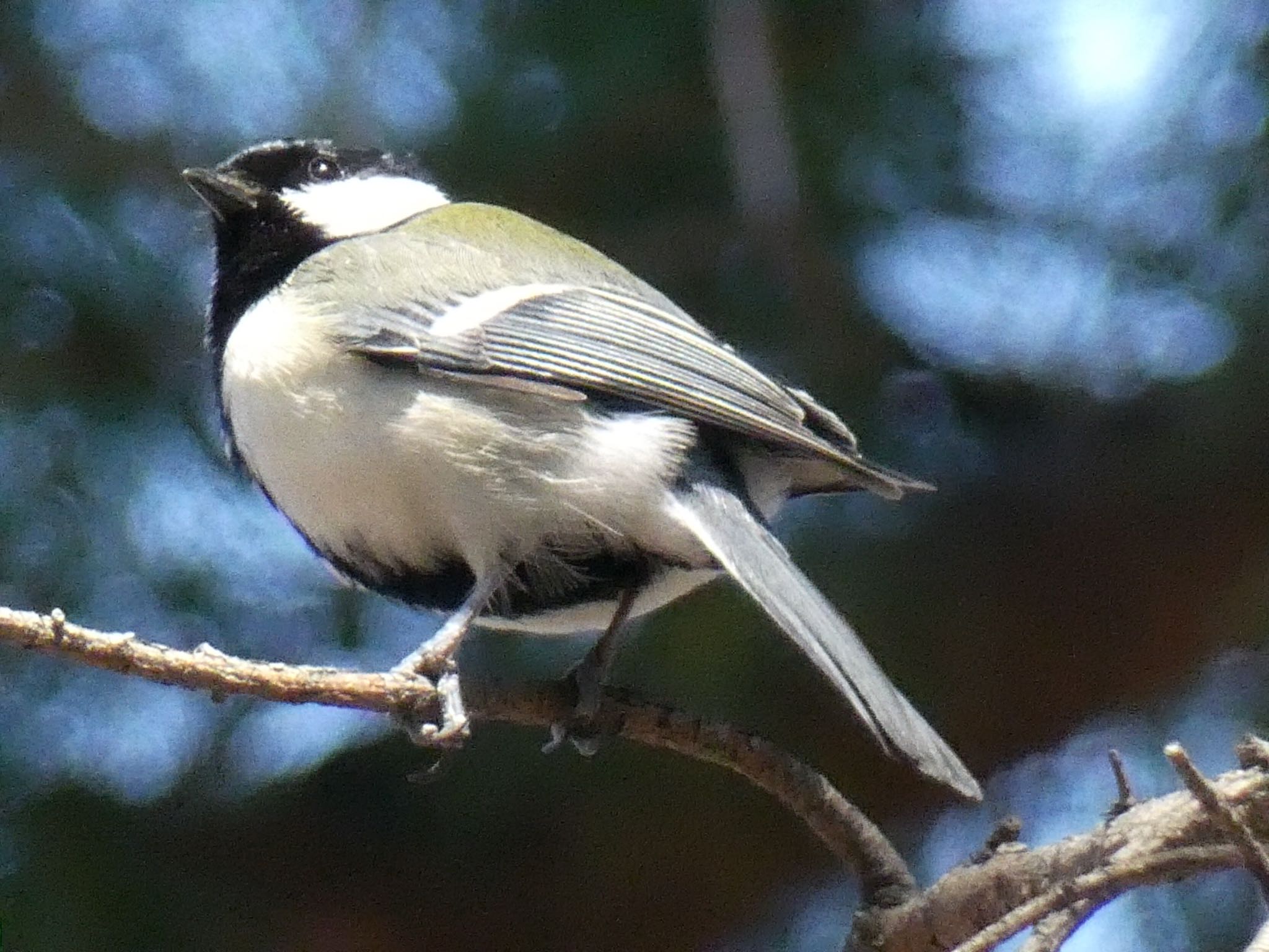 シジュウカラ