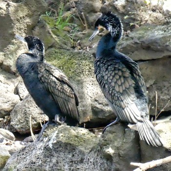 2020年3月25日(水) 新宿御苑の野鳥観察記録