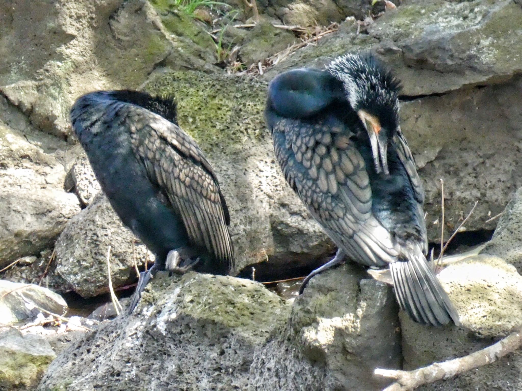 新宿御苑 カワウの写真 by どぶろく