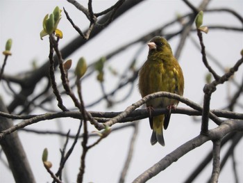 Grey-capped Greenfinch 倉敷市藤戸町 Thu, 3/26/2020