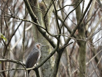 Brown-eared Bulbul 倉敷市藤戸町 Thu, 3/26/2020