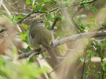 Japanese Bush Warbler 倉敷市藤戸町 Thu, 3/26/2020