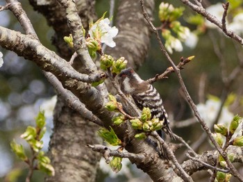 Japanese Pygmy Woodpecker Maioka Park Thu, 3/26/2020