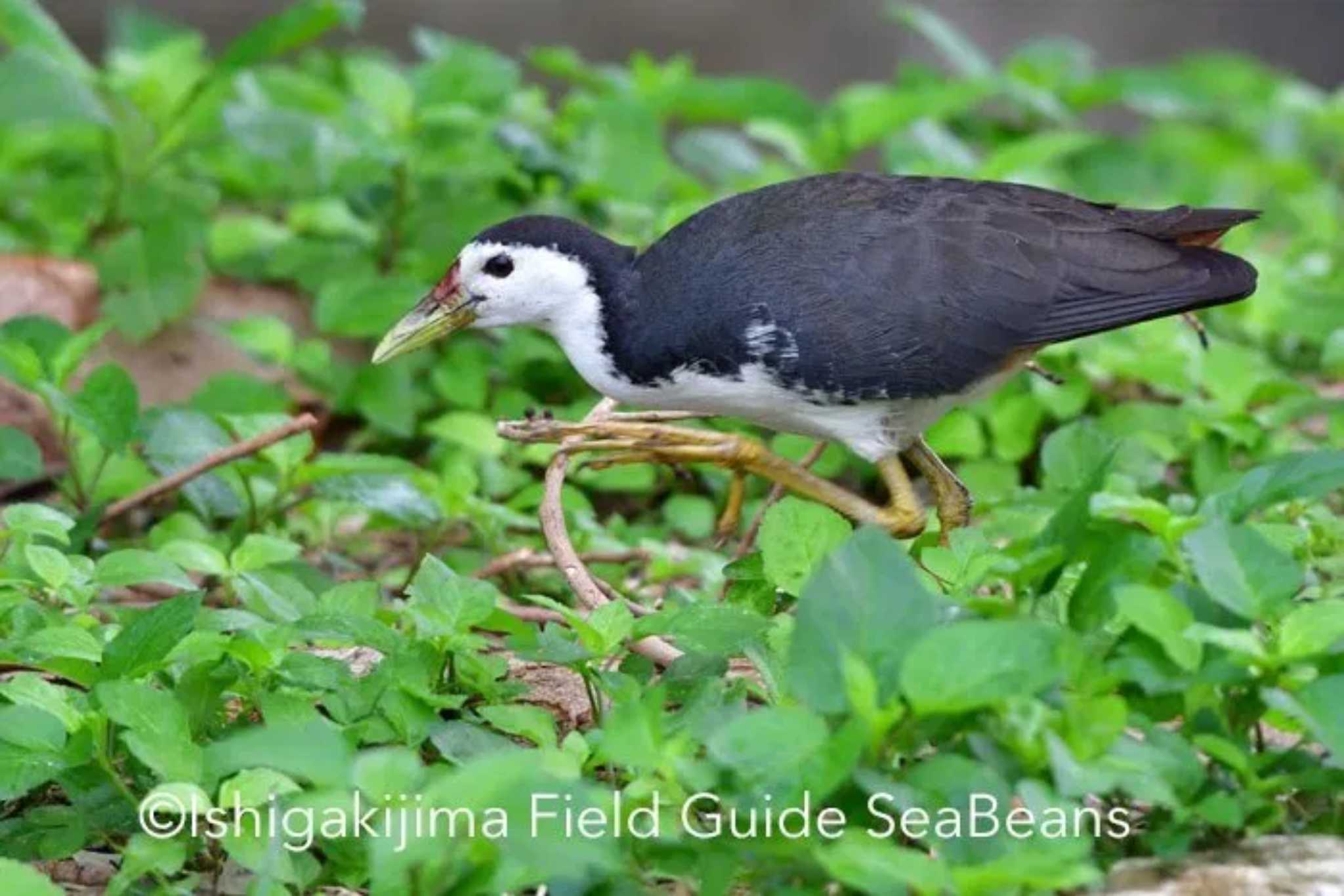 Photo of White-breasted Waterhen at Ishigaki Island by 石垣島バードウオッチングガイドSeaBeans