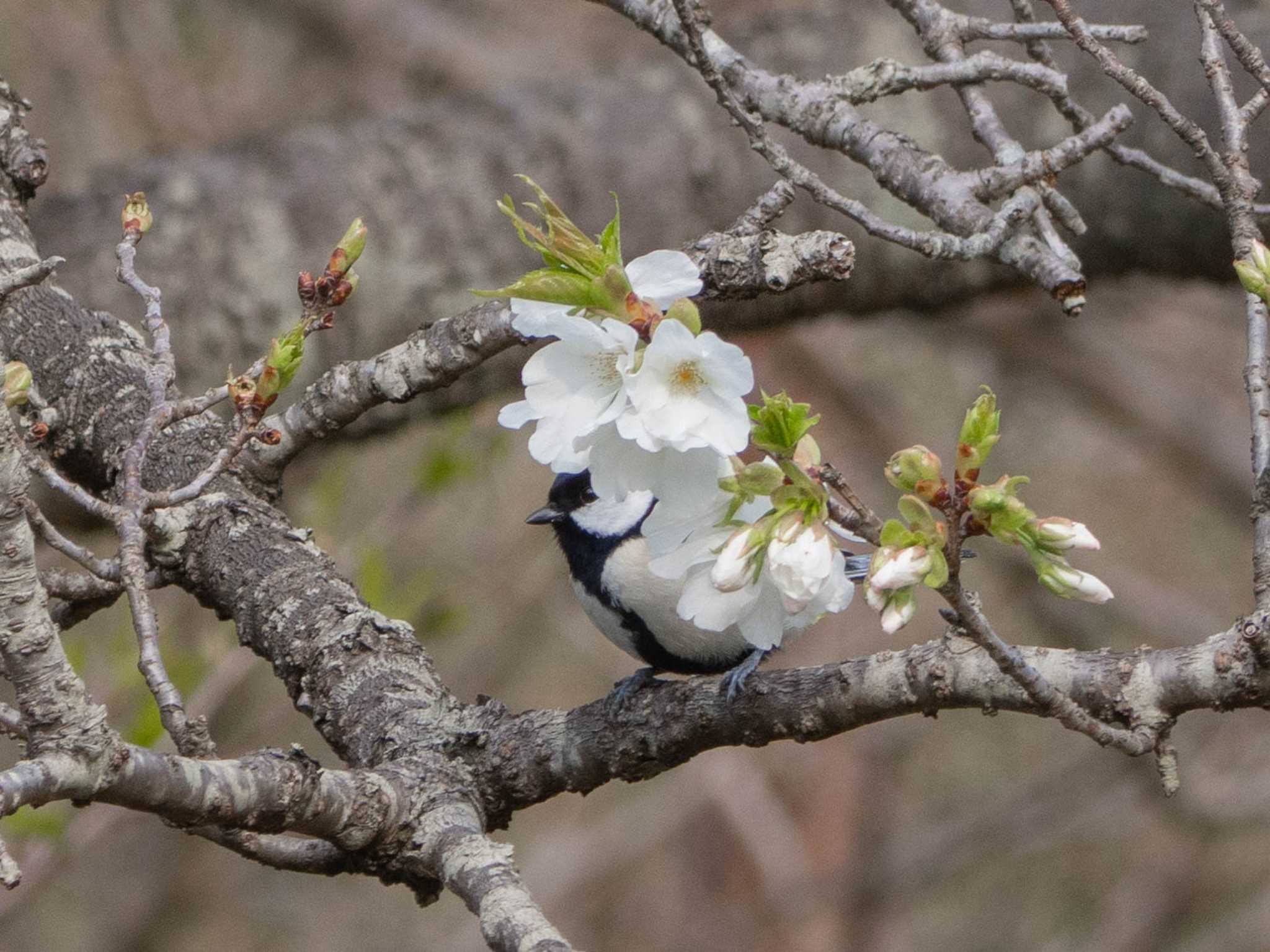 Photo of Japanese Tit at Maioka Park by Tosh@Bird