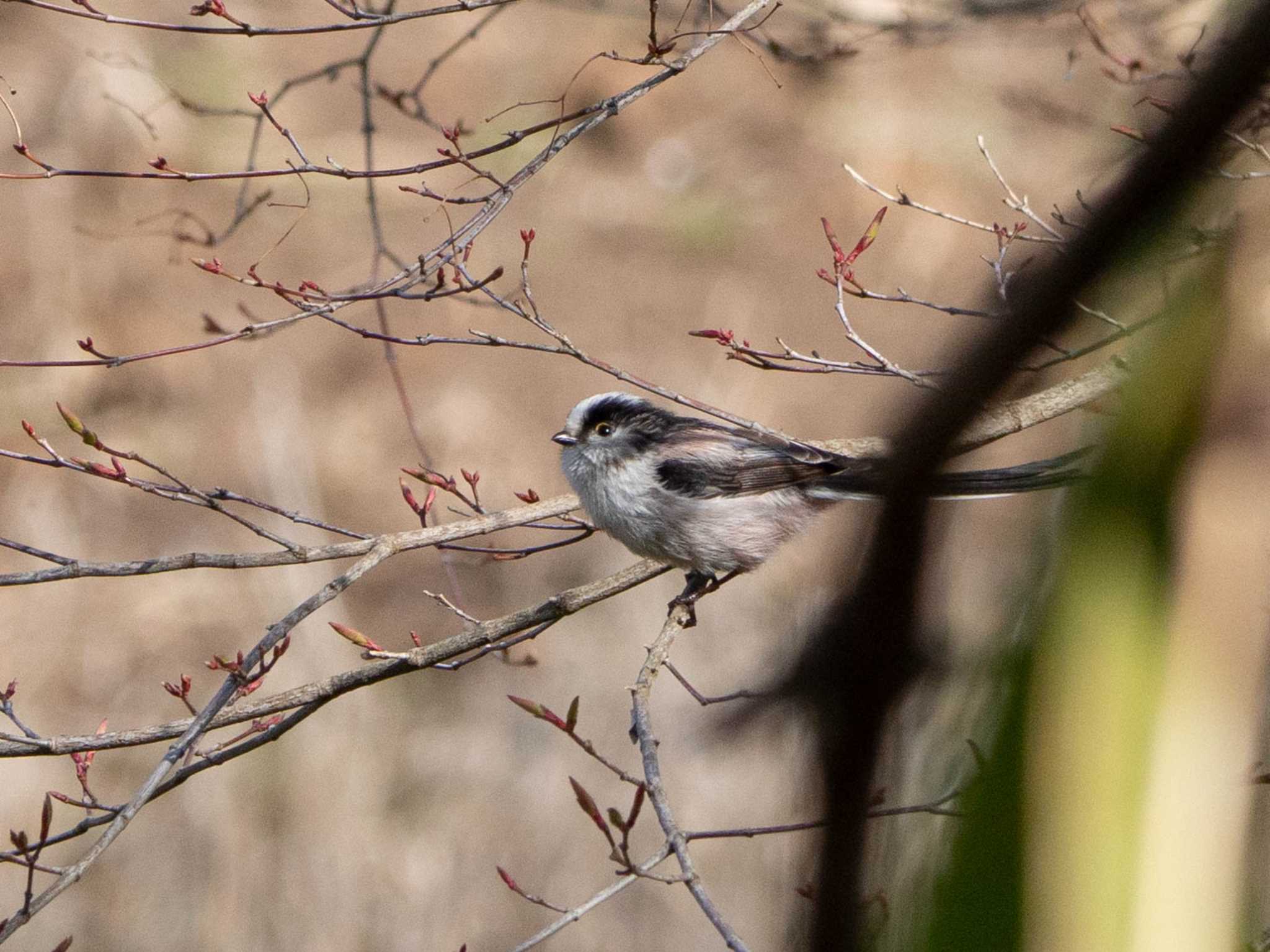 舞岡公園 エナガの写真 by Tosh@Bird