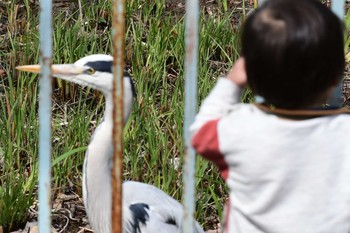 Thu, 3/26/2020 Birding report at 夙川河川敷緑地(夙川公園)