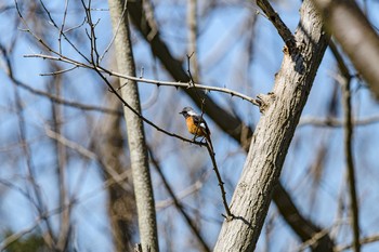 Daurian Redstart 普正寺の森(大池) Wed, 3/25/2020