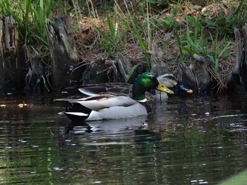 Thu, 3/26/2020 Birding report at 東京都世田谷区