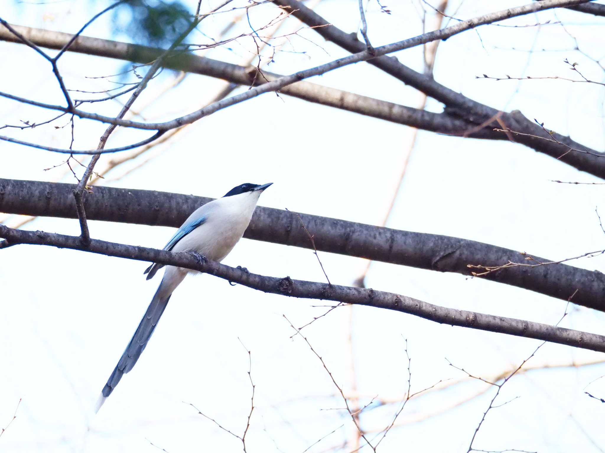 Photo of Azure-winged Magpie at 東京都世田谷区 by とろろ