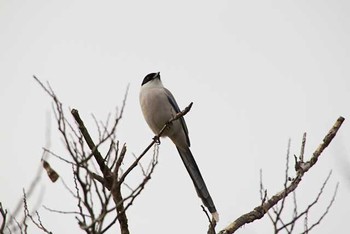 2016年3月5日(土) 葛西臨海公園の野鳥観察記録