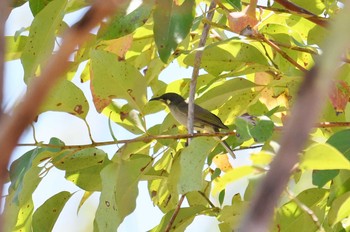 Graceful Honeyeater Iron Range National Park Tue, 10/15/2019