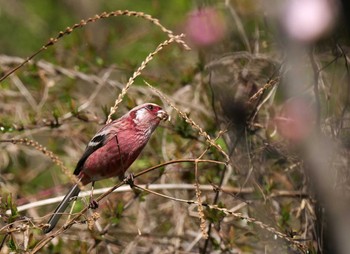 Siberian Long-tailed Rosefinch 下奥富河川敷公園 Fri, 3/20/2020