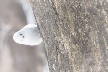 Long-tailed tit(japonicus) Asahiyama Memorial Park Thu, 4/30/2020