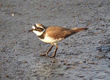 2020年3月26日(木) 大沼親水公園の野鳥観察記録