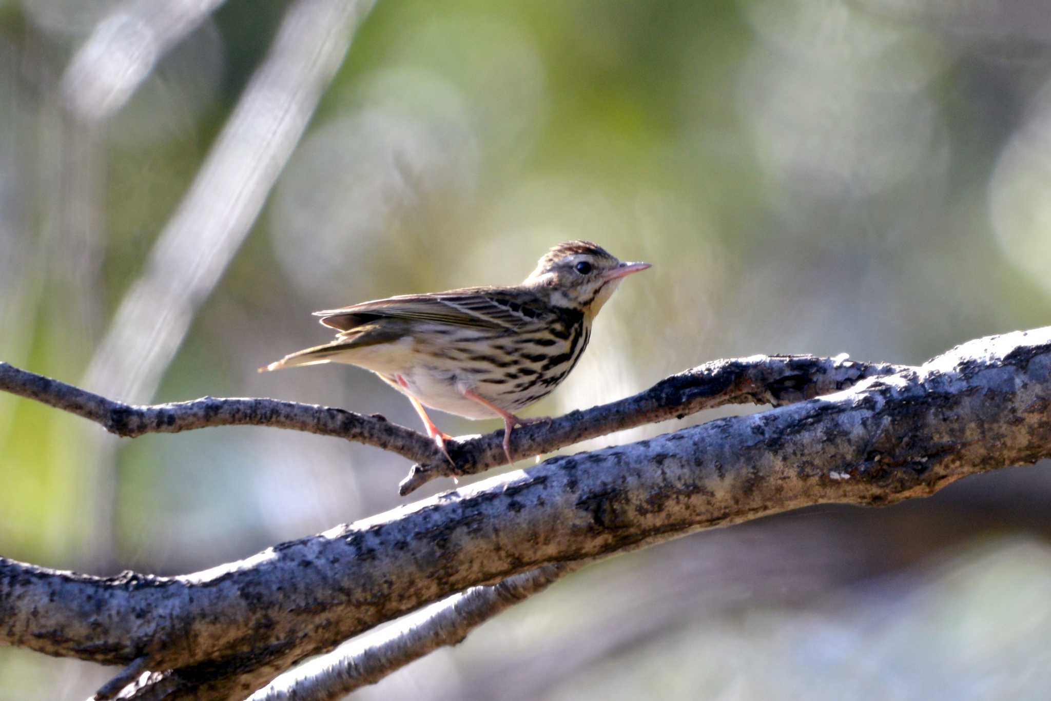 Olive-backed Pipit