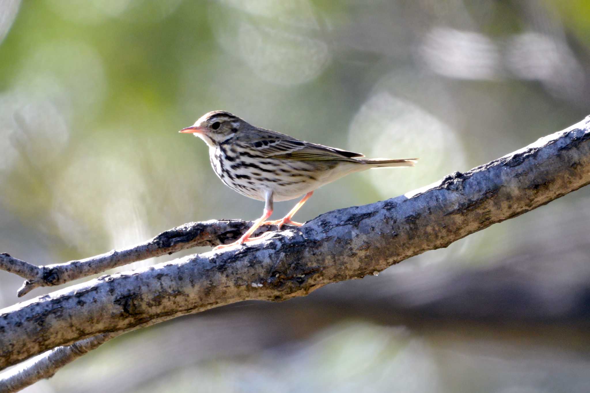 Olive-backed Pipit