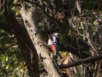 Great Spotted Woodpecker Yatoyama Park Wed, 3/25/2020