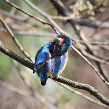 カワセミ 舞岡公園 2020年3月26日(木)