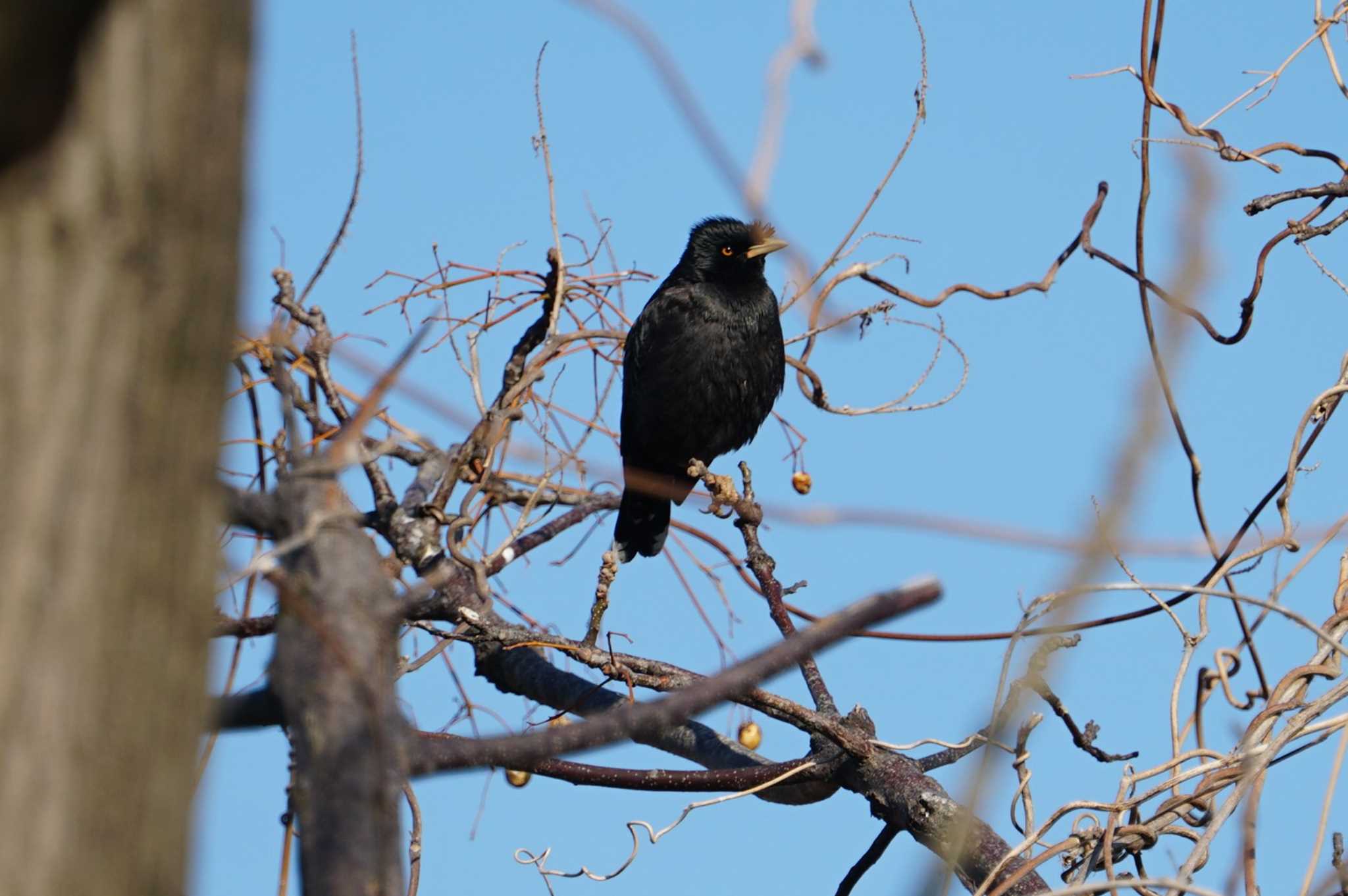 Crested Myna